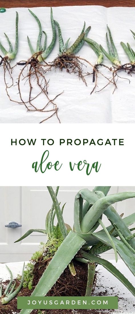 Aloe vera, besides being a plant with purpose, is a succulent which just keeps on giving. If your plant is healthy and happy, you’ll see babies, or pups, growing off the base of the mother plant. I’ll show you the easiest method of Aloe vera propagation, in my opinion anyway. This is all about removing those pups so you can have more plants and share the love. #plant #planting #plantingtips #gardening #gardeningtips #garden #gardener #beginnergardener #beginnergardening #howtogarden Easiest Plants To Propagate, Aloe Vera Propagation, Propagate Aloe, Propagate Aloe Vera, Propagate Plants, Plant Propagation, Sustainable Community, Aloe Vera Plant, Aloe Plant