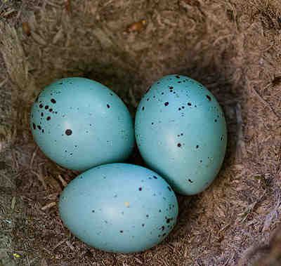 Birds Eggs, Digging Deeper, Speckled Eggs, British Birds, Spring Birds, Bird Eggs, Bird Watcher, Baby Bird, Coloring Eggs