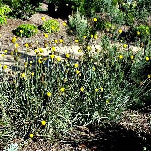 Craspedia globosa. Perennial Craspedia Globosa, Cactus Garden Landscaping, Billy Buttons, Sun Plants, Peat Moss, Cactus Garden, Garden Soil, Healthy Plants, Flower Seeds