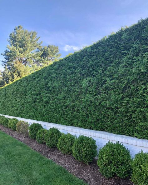 Fence Hedge Ideas, Privacy Hedge Ideas Front Yard, Hedge Along Fence, Vine Fence Ideas, Hedge Garden Ideas, Green Fence Garden, Hedge Fence Ideas, Bamboo Fence Design, Garden Hedge Ideas