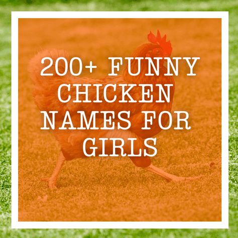 Chicken Pun Names, Chicken Names Funny, Funny Girl Names, Hen Names, Chicken Coop Names, Funny Chicken Coop Names Hen House, Funny Farm Names, Names For Chickens, Old Lady Names For Chickens