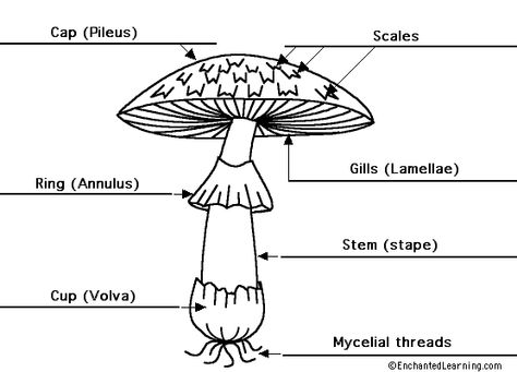 Label the parts of a mushroom Parts Of A Mushroom, Download Free App, Mushroom Pictures, Medical Student Study, 1st Birthday Photoshoot, Mushroom Drawing, Mushroom Fairy, Clothes Organization Diy, How To Get Clients