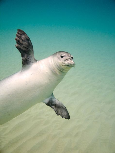 Hawaiian monk seal Seal Laptop Wallpaper, Seals Underwater, Funny Seals, Blue Ocean Animals Aesthetic, Hawaiian Monk Seal, Sea Lion Swimming, Monk Seal, Spirit Animal Totem, Cute Seals