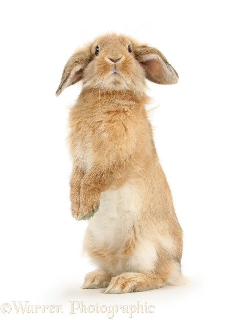 Photograph of Sandy Lop rabbit sitting up on its haunches. Rights managed white background image. Rabbit Sitting, Lop Rabbit, Mark Taylor, Fluffy Rabbit, Rabbit Pictures, Cute Bunny Pictures, Bunny Painting, Rabbit Painting