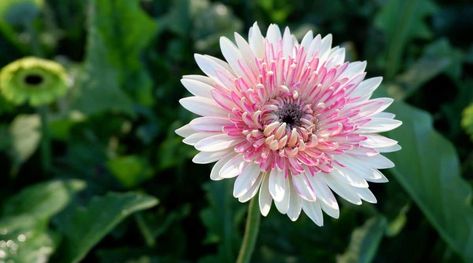 Daisy Varieties, Zone 10 Plants, Barberton Daisy, Daisy Plant, Gerbera Jamesonii, Gloriosa Daisy, Partial Shade Plants, Plant Zones, Full Sun Plants