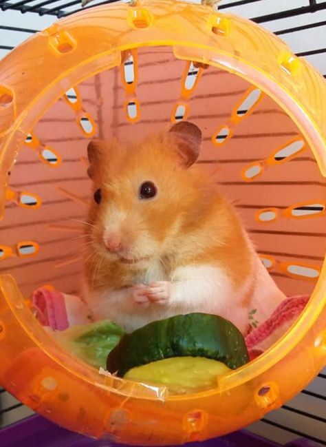 Orange Hamster, Hamsters, Orange, Red, Animals, White, Quick Saves