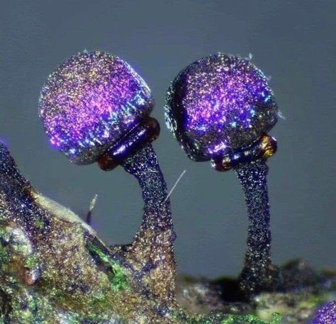 Amethyst mushrooms. Elaeomyxa Cerifera, identified in 1942. This fungi's fruiting structures split open to release spores which sparkle like a disco ball. It looks like a whole Galaxy in a single mushroom. Lichen Moss, Slime Mould, Plant Fungus, Mushroom Fungi, Wild Mushrooms, Purple And Green, 판타지 아트, Gems And Minerals, Disco Ball