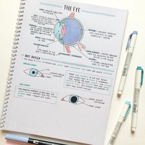 hiatus • studyneigh🐴 on Instagram: “——————— Sorry for not posting in quite! Here are some new notes on the eye 👁 - Not really sure how I’m back at school next week and it’s my…” Anatomy Of The Eye Notes, Eye Biology Notes, The Eye Biology Notes, Human Eye Notes, Eye Notes, Eye Science, Bio Notes, Studie Hacks, Biology Revision