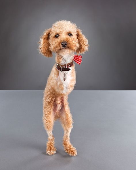 Portraits of Loving Pets with Disabilities pwd3 mini Disabled Dog, Dog Milk, Ramen Noodle, Love My Dog, Dog Stories, Pet Photographer, Animal Behavior, Charles Spaniel, Love Pet