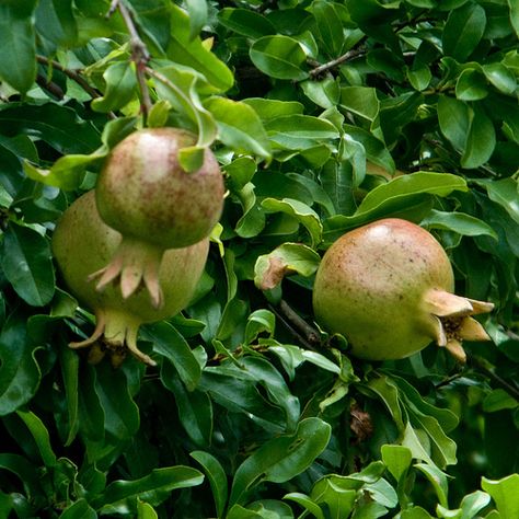 How to Transplant a Small Pomegranate Tree | Garden Guides Pomegranate Tree, Tree Garden, Garden Guide, Eat Real Food, Garden Trees, Growing Tree, The Middle East, Cool Plants, The Landscape