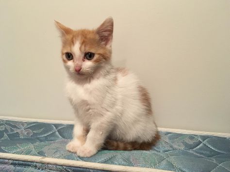 Attention #Montreal people, here comes SPRITE!! This cute, male, short-haired… Kitten White, Animal Activism, Magical Art, Like Animals, Forever Home, Animal Welfare, Here Comes, White Cat, Small Groups