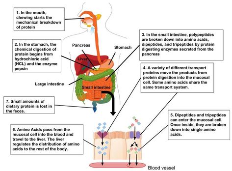 Protein Digestion and Absorption – Human Nutrition [DEPRECATED] Peptide Bond, Digestion And Absorption, Flow Diagram, Gastric Juice, Egg Protein, Fluid And Electrolytes, Poor Digestion, Digestive Juice, Food For Digestion