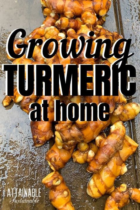 Grow Ginger Indoors, Growing Turmeric, Grow Turmeric, Turmeric Plant, Growing Ginger, Healthy Nutrition Plan, Medicinal Herbs Garden, Garden Herbs, Herb Garden Design