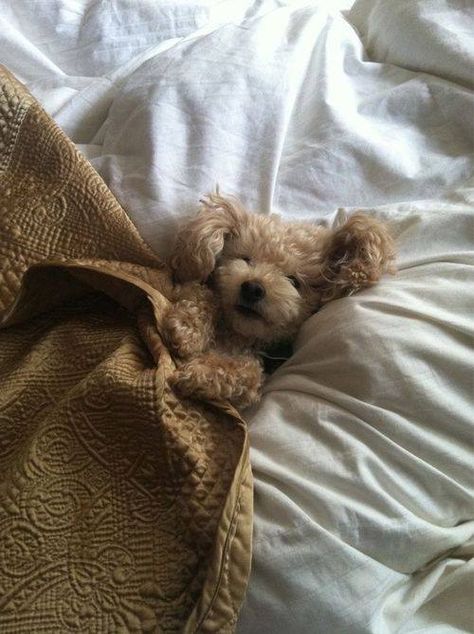 How adorable!! Looks like my coopie!!!! Blankets, Pillows, Bed, White