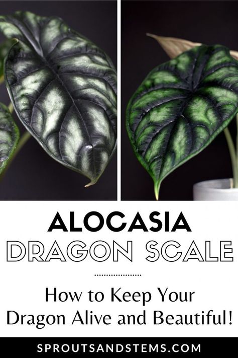 Dragon Scale Plant Care, Alocasia Dragon Scale Care, Dragon Plant Indoor, Dragon Scale Plant, Dragon Scale Alocasia, Alocasia Care, Dragon Alocasia, Dragon Plant, Alocasia Dragon Scale