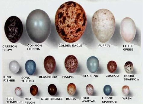 Some common bird eggs Universal Geometry, Bird Egg Identification, Eggs Art, Backyard Birds Sanctuary, List Of Birds, Egg Photo, Song Sparrow, Bird Brain, Bird Identification