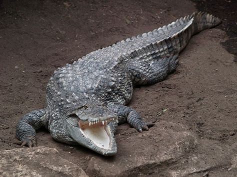 Indian Mugger Crocodile Cuban Crocodile, Mugger Crocodile, Aggressive Animals, Bee Hummingbird, Small Mammals, Living Fossil, Land Animals, Small Frog, Saltwater Crocodile