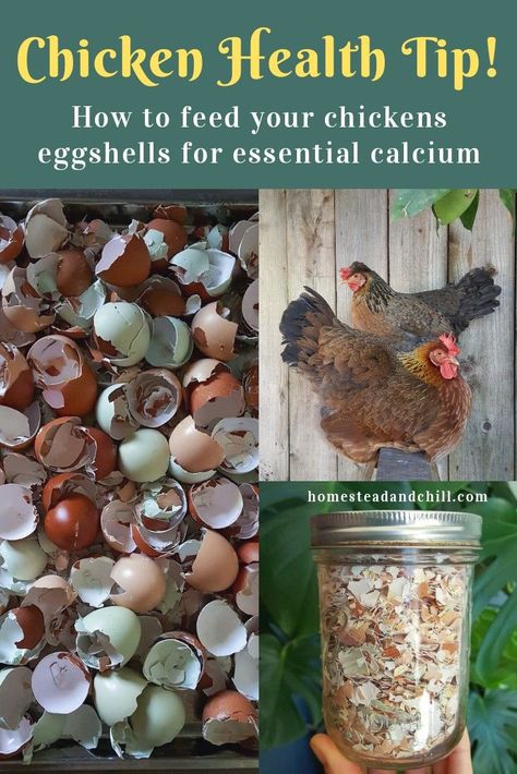 It is essential to provide laying hens with free choice calcium for healthy egg development, and to prevent serious health issues! Come learn how to properly provide eggshells or oyster shells as a calcium source for your flock. Egg Laying Chickens, Diy Chicken Coop Plans, Backyard Chicken Farming, Chicken Health, Raising Backyard Chickens, Chicken Garden, Keeping Chickens, Building A Chicken Coop, Chicken Coop Plans