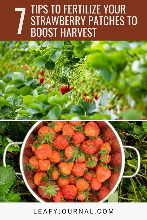 Hello Green, Strawberry Garden, Strawberry Patch, Plant Problems, Strawberry Plants, Organic Fertilizer, Companion Planting, Outdoor Plants, Green Thumb