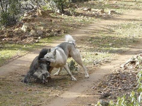 WEST SIBERIAN LAIKA West Siberian Laika, Pig Hunting Dogs, Siberian Laika, Husky Pups, Pig Hunting, Live Animals, Puppy Mills, Husky Puppy, Hunting Dogs