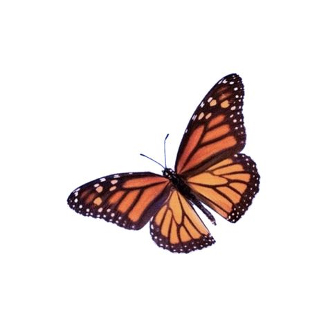 Bug Png Aesthetic, Nature Png Aesthetic, Butterfly Png Aesthetic, Orange Homescreen, Butterfly Overlay, Cottagecore Png, Polyvore Png, Png Polyvore, Orange Icons:)