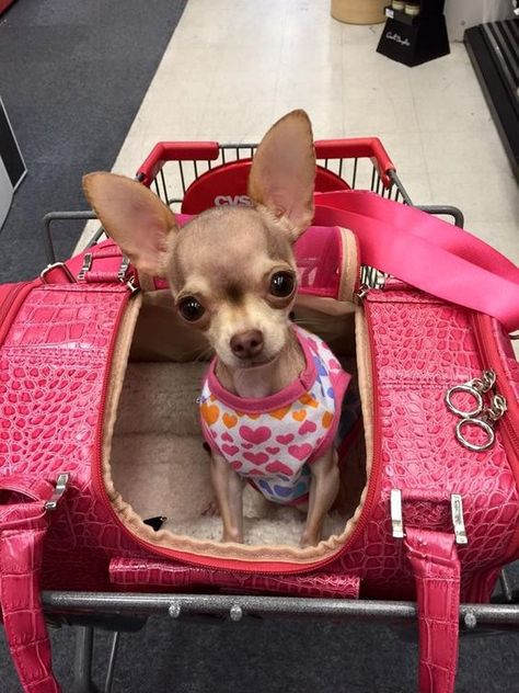 15 Photos Confirming That Chihuahuas Love Pink | Page 2 of 3 | PetPress Small Chihuahua, Psy Chihuahua, Baby Chihuahua, Chihuahua Funny, Teacup Chihuahua, Dogs Funny, Chihuahua Lover, Cute Chihuahua, Chihuahua Love