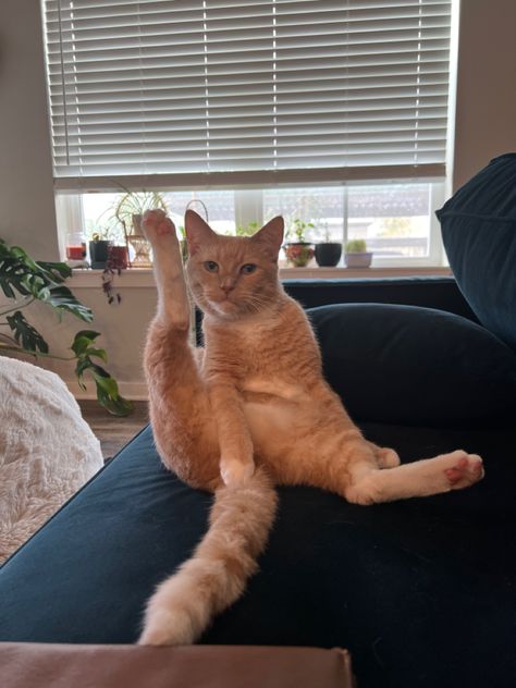 funny cat sitting with leg in the air Orange Cat Funny Pics, Funny Orange Cat Pictures, Chaotic Orange Cat, Angry Orange Cat, Orange Cat Energy, Orange Aesthic, Orange Cats Funny, Ginger Cat Funny, Silly Orange Cat