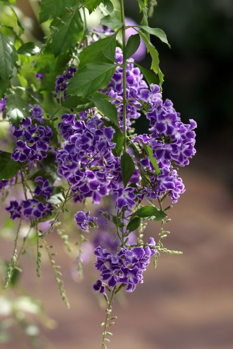 Duranta erecta | blue-poppy | Flickr Duranta Plant, Duranta Erecta, Planting Palette, Poppy Photo, Plant Names, Palette Art, Blue Poppy, Chosen Family, Purple Flowers