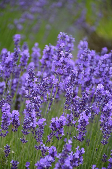 Hidcote Lavender, Lavender Hidcote, Landscape Nursery, Plant Landscape, Low Maintenance Shrubs, Low Water Gardening, Herbaceous Border, Lavender Garden, English Lavender