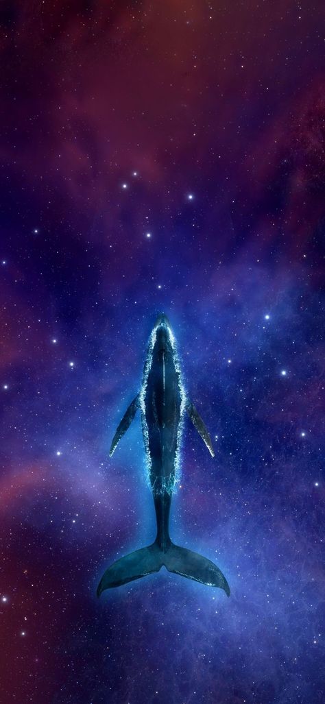 Space Whale Wallpaper, Whale Wallpaper, Space Whale, Big Whale, Pink Whale, Blue Whale, Haunted Mansion, Deep Space, Starry Sky