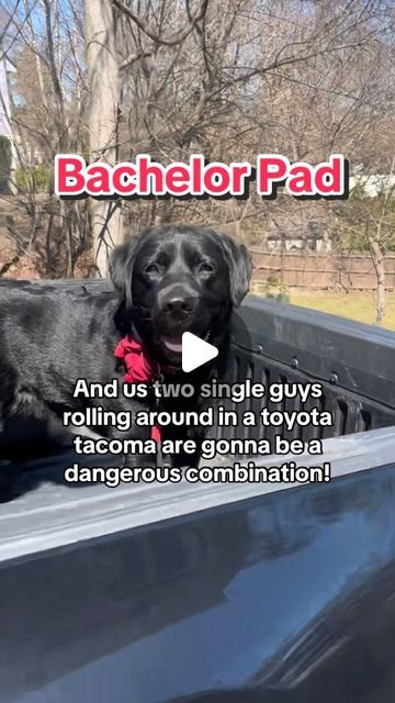 91K likes, 2,171 comments - jimmyandclarence on March 30, 2024: "Clarence is enjoying his bachelor pad this weekend! 🤣 . . . . . . . #dogsofinstagram #labrador #funnydogs #doghouse #instadog #dogoftheday #blacklabrador #familydog #doglovers #funnydogvideos #rescuedog #dogreels #reels". Funny Labradors, Black Lab Funny, Labrador Funny, Bachelor Pad, Funny Dog Videos, Black Labrador, Family Dogs, Dog House, Dog Days