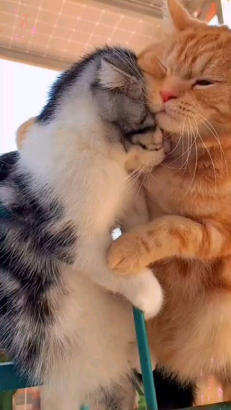 Dogs Funny Videos, Funny Pet Videos, Cute Cat Names, Vines Funny, Gatto Carino, Cutee Animals, Pet Videos, Funny Pets, Animals Funny