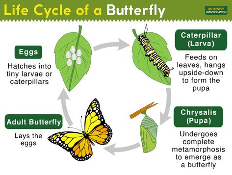 Life Cycle of a Butterfly: Complete Metamorphosis with Stages Art Tools Illustration, Cycle Of Butterfly, Butterfly Identification, Butterfly Facts, Life Cycle Of A Butterfly, Cycle Of A Butterfly, Monarch Butterfly Garden, Stages Of A Butterfly, Butterfly Metamorphosis