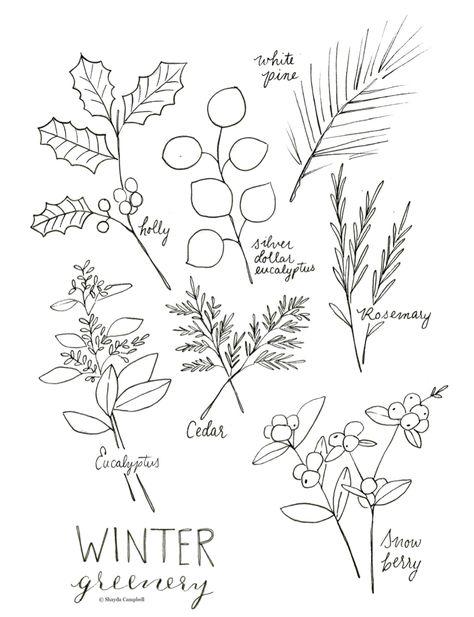 Draw Greenery, Greenery Drawing, Plants Coloring Pages, Displaying Plants, Christmas Plants, Christmas Greenery, Window Art, Colouring Pages, Art Reference Photos