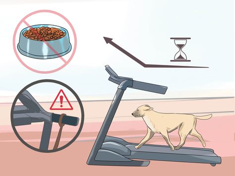 Dog Treadmill Diy Ideas, Dog On Treadmill, Animal Cuddles, Outdoor Dog Area, Dog Treadmill, Treadmill Walking, Running On Treadmill, Busy Schedule, Outdoor Dog