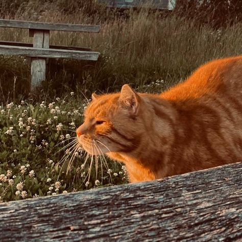 even in a place where warmth is out of reach, i think our sincere hearts connect us into one✨ Orange Cat In Nature, Outdoor Cat Aesthetic, Summer Cat Aesthetic, Nostalgic Summer Aesthetic, Ginger Cats Aesthetic, Aethstetic Nature, Ginger Cat Aesthetic, Summer Cats, Cat Ginger