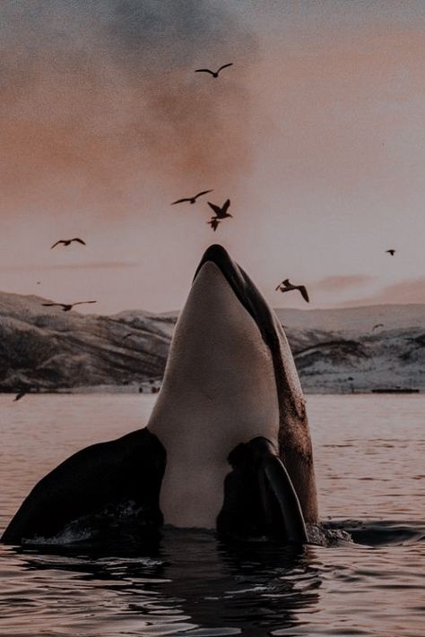 Dark Animals Aesthetic, Dark Animal Photography, Dark Animal Aesthetic, Insta Collage, Orca Art, Animals Aesthetic, Orca Whale, Beautiful Sea Creatures, Orca Whales