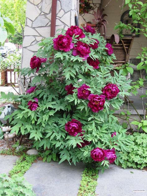 Entire plant photo of Tree Peony (Paeonia x suffruticosa 'Shimadaijin') uploaded to Garden.org by Jasmin Tree Peonies, Pond Decorations, Japanese Plants, Planting Peonies, Growing Peonies, Gardens Ideas, Tree Peony, Japanese Tree, Peonies And Hydrangeas