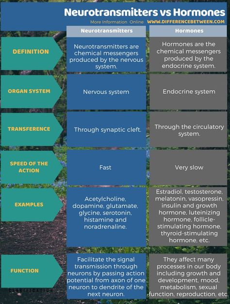 Difference Between Neurotransmitters and Hormones in Tabular Form Hormones Vs Neurotransmitters, Psychology Notes, Psychology Studies, Bar Setup, Brain Facts, Pharmacology Nursing, Nursing School Survival, Endocannabinoid System, Medical School Studying