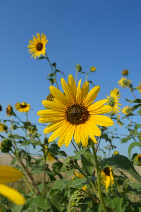 Kansas Wildflowers Konza Prairie, Kansas Wildflowers, Kansas State Flower, Flower Reference, Prairie Flower, Scenery Drawing, Kansas State, Art Stuff, Oklahoma