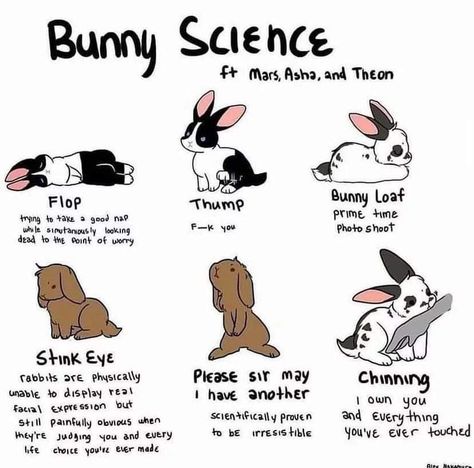 Duck Care, Bunny Care Tips, Bunny Meme, Pet Rabbit Care, Pig Care, Chicken Care, Bunny Room, Pet Bunny Rabbits, Indoor Rabbit