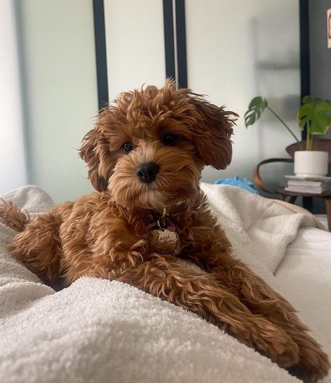 Kaia the Toy Cavapoo (@kaiathetoy) • Instagram photos and videos Brown Cavapoo, Cavapoo Full Grown, Toy Cavapoo, 2024 Holidays, Cavapoo Dogs, Dream Dog, Getting A Puppy, Poodle Puppy