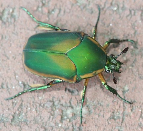 A green Scarab.+ Junebug Insect, Caduceus Clay Aesthetic, Junebug Tattoo, Green June Beetle, June Beetle, Caduceus Clay, Mlp Aesthetic, Green Bug, Snow Rose