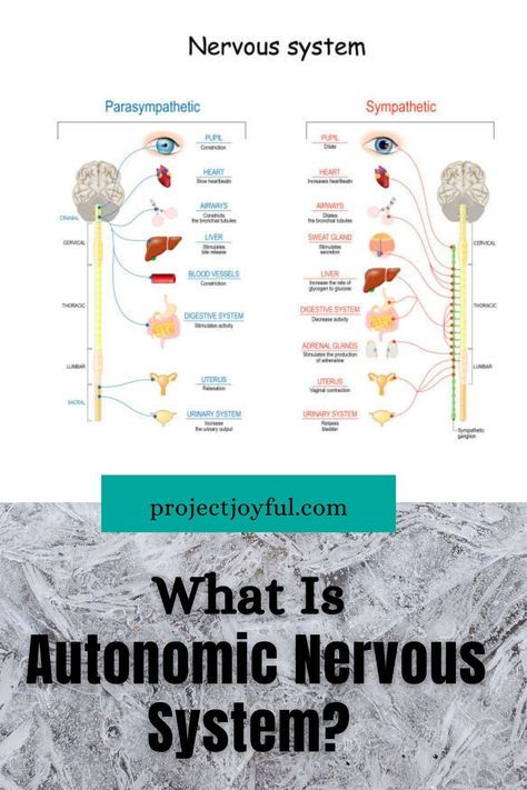 Automatic Nervous System, Corporate Woman, Sympathetic Nervous System, Not Enough Sleep, Parasympathetic Nervous System, Autonomic Nervous System, Sweat Gland, Sleep Cycle, Workout Schedule