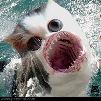 gollum shark cat 5 Sharks Scary, Shark Cat, Cat Shark, Carnival Of The Animals, Shark Drawing, Kitten Wallpaper, Kittens Funny, Weird Animals, Cats Meow