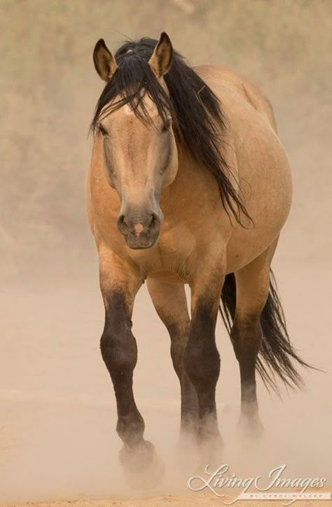 Wild Stallion, Buckskin Horse, Mustang Horse, Wild Mustangs, Horse Wall Art, Majestic Horse, I Love Horses, All The Pretty Horses, Horse Crazy