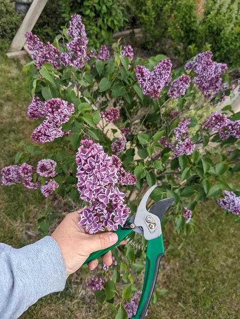 How To Prune and Care For Lilac Bushes Prune Lilac Bush, Bloomerang Lilac, Common Lilac, Lilac Varieties, Lilac Plant, Gardening Guide, Syringa Vulgaris, Lilac Bushes, Plant Health