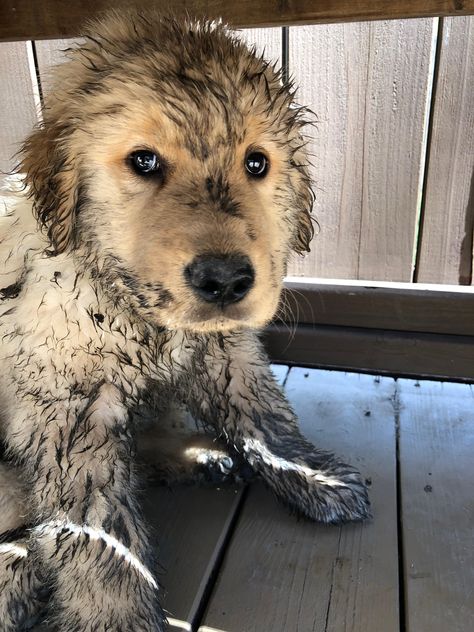 Fuzzy. Dirty. Blonde Dog, Golden Puppy, Blonde Guys, Dirty Blonde, Golden Retriever Puppy, Retriever Puppy, Silly Animals, Golden Retrievers, Golden Retriever