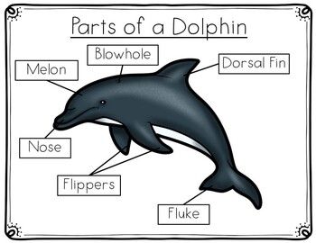 Dolphins are amazingly charismatic and intelligent animals, and it's no surprise that kids love them. There are four versions of a dolphin anatomy worksheet below to differentiate for different grade levels/different ability levels (I teach K-5th grade). I recommend using the word tracing with kindergarten, cut/paste with 1st and 2nd grade, and fill in the blank with 3rd grade and up. There is also a filled in version that can be printed out or used as an answer key. All versions are included in black and white and in color.For me as a specials teacher, I need lessons to take around 45 minutes. So, I start out by asking the kids what they already know about dolphins. Are dolphins fish or mammals? (They are mammals). Have they ever seen a dolphin in a zoo or aquarium? (I also showed them a Dolphin Anatomy, Word Tracing, Dolphin Facts, Animal Report, Teaching Babies, Ocean Theme Classroom, Bottlenose Dolphin, Healing Codes, A Dolphin