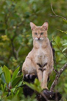 Wild Cat Species, Small Wild Cats, Cat Species, Jungle Cat, Exotic Cats, Gorgeous Cats, Cat Breed, Cat Pose, Rare Animals